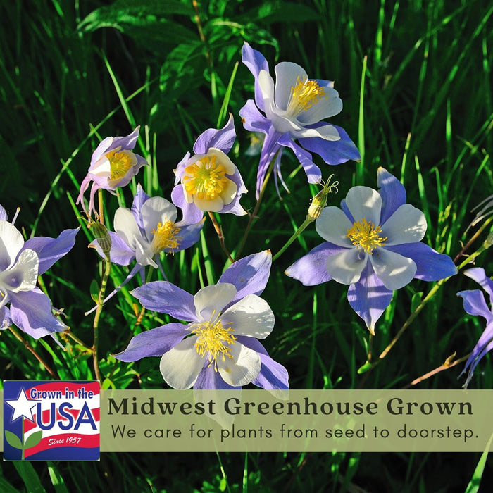 Columbine Earlybird Mix (Aquilegia) | Two Live Plants | Non-GMO, Hardy Flowering Perennial