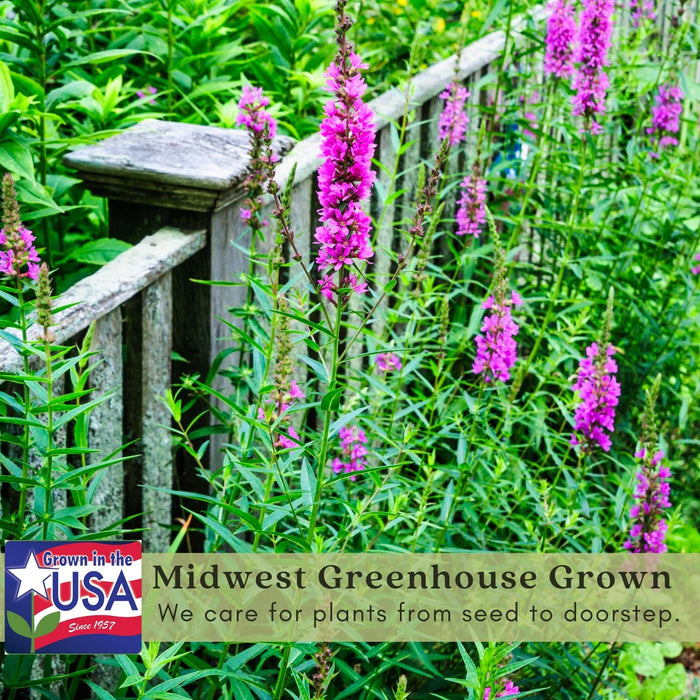 Veronica “Giles Van Hees” (Speedwell) | Two Live Perennial Plants | Non-GMO, Blooms All Summer, Hummingbird Favorite, Tolerates Dry or Salty Soil