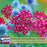 Yarrow "Cerise Queen" (Achillea) Plants  | Two Live Plants | Non-GMO, Hardy Flowering Perennial, Pollinator Favorite