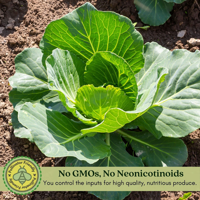 Cabbage Early Jersey Wakefield | Two Live Plants | Non-GMO | Heirloom | Early Harvest, Sweet & Tender