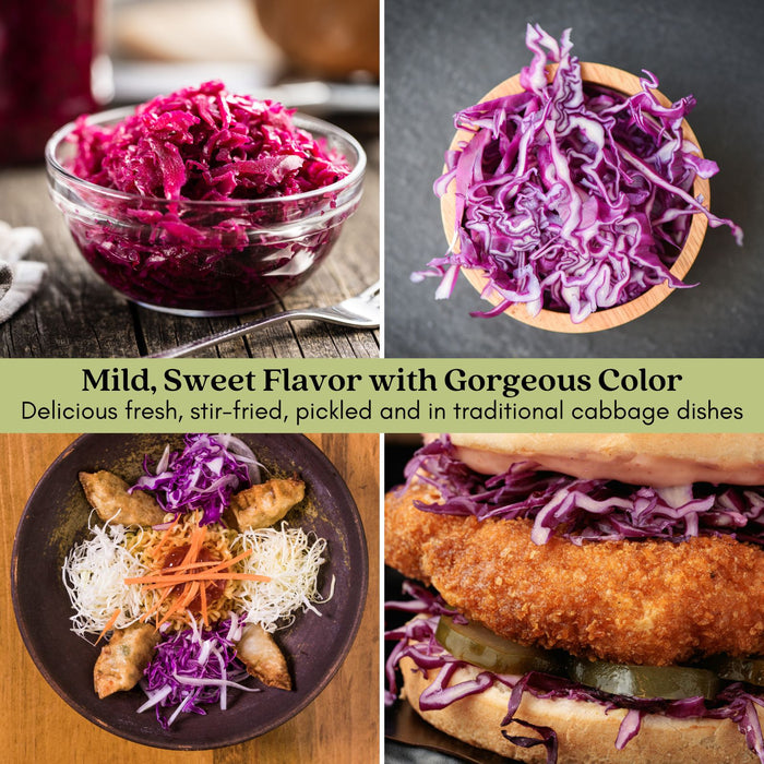 Cabbage Red Jewel | Two Live Plants | Non-GMO | Vibrant Red-Purple Heads | Crisp, Sweet & Easy to Grow