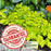 Duranta Yellow Plants | Two Live Plants | Non-GMO | Golden Foliage Accent, Heat Drought Tolerant, Easy to Grow