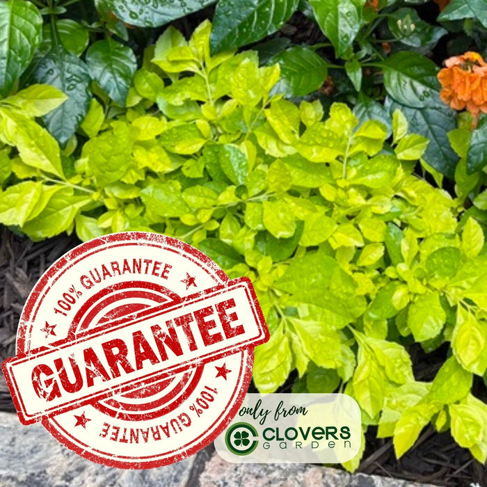 Duranta Yellow Plants | Two Live Plants | Non-GMO | Golden Foliage Accent, Heat Drought Tolerant, Easy to Grow