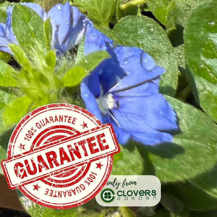 Evolvulus Beach Bum Blue | Two Live Plants | Non-GMO | Sky-Blue Blooms, Gently Trailing, Heat & Drought Tolerant Annual