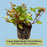 Lysimachia Variegated Lemon | Two Live Plants | Non-GMO | Perennial, Golden Variegated Foliage, Gently Trailing, Low Maintenance