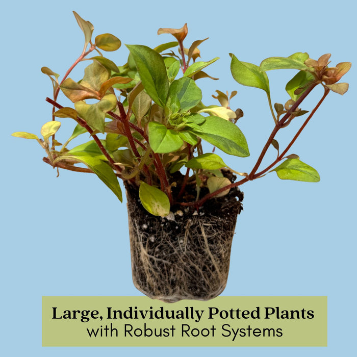 Lysimachia Variegated Lemon | Two Live Plants | Non-GMO | Perennial, Golden Variegated Foliage, Gently Trailing, Low Maintenance
