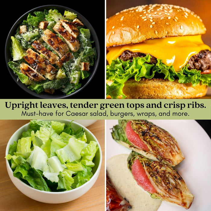 Romaine Lettuce | Two Live Plants | Non-GMO | Crisp, Sweet & Easy to Grow | Fresh Garden Favorite