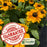Black Eyed Susan Toto Gold Plants | Two Live Plants | Non-GMO | Compact Rudbeckia, Heat Drought Tolerant, Pollinator Friendly