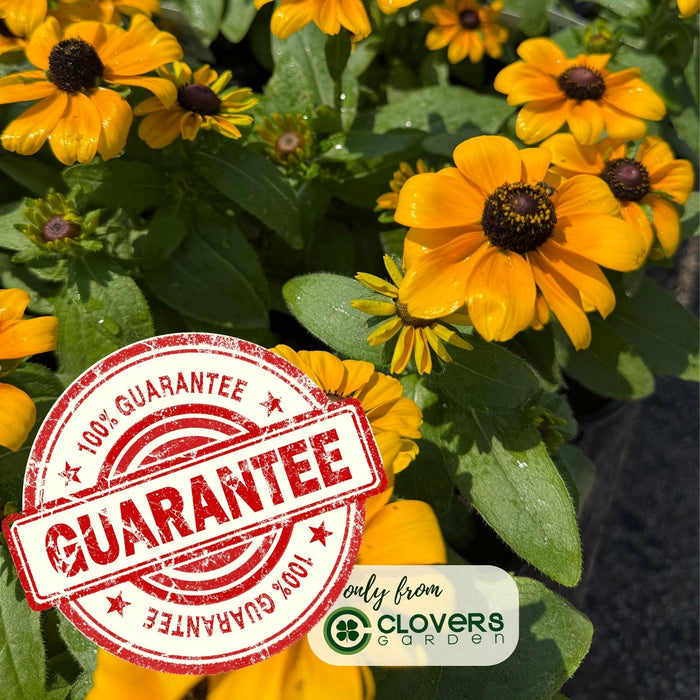 Black Eyed Susan Toto Gold Plants | Two Live Plants | Non-GMO | Compact Rudbeckia, Heat Drought Tolerant, Pollinator Friendly