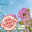 Coreopsis “Rosea” (Tickseed) Plants | Two Live Plants | Non-GMO | Hardy Flowering Perennial, Long Blooming, Pollinator Friendly