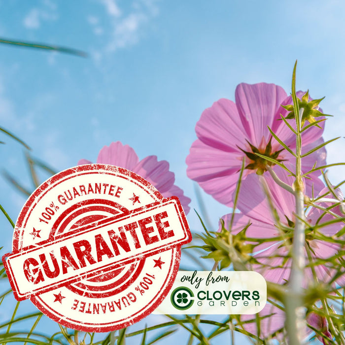 Coreopsis “Rosea” (Tickseed) Plants | Two Live Plants | Non-GMO | Hardy Flowering Perennial, Long Blooming, Pollinator Friendly