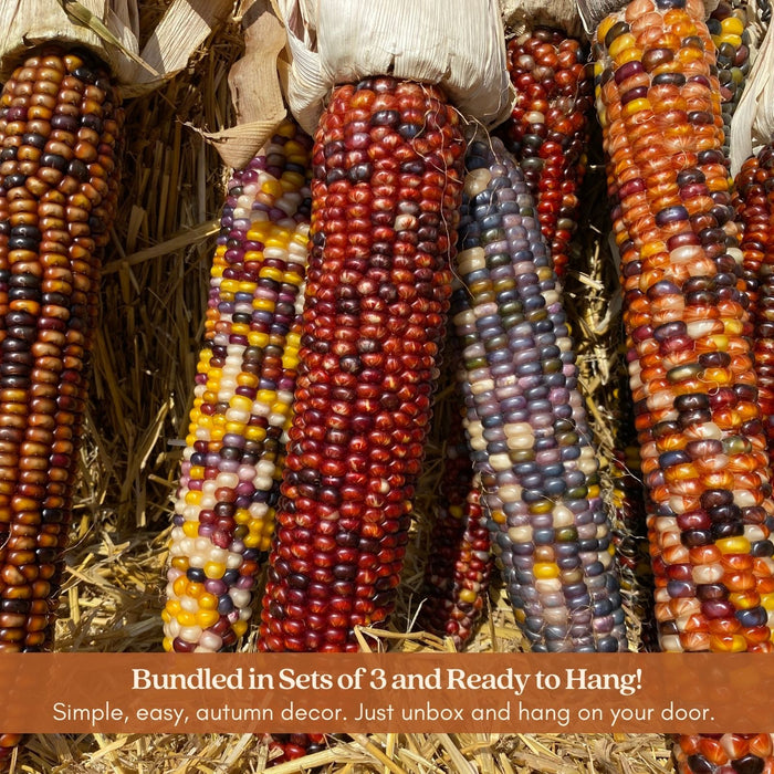 Giant Real Indian Corn | Midwest Grown, Six 12-Inch Ornamental Ears with Husks