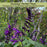Purple and Bloom Salvia | Two Live Plants | Non-GMO | Pollinator Magnet, Heat Tolerant, Low Maintenance