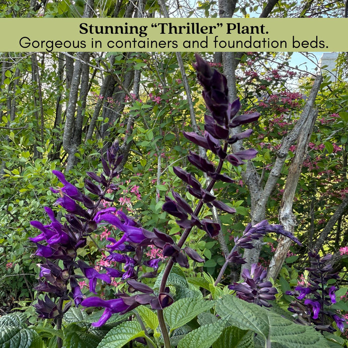 Purple and Bloom Salvia | Two Live Plants | Non-GMO | Pollinator Magnet, Heat Tolerant, Low Maintenance
