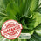 Pak Choi Bopak | Two Live Plants | Non-GMO | Crisp, Tender Asian Green | Fast Growing & Easy to Grow