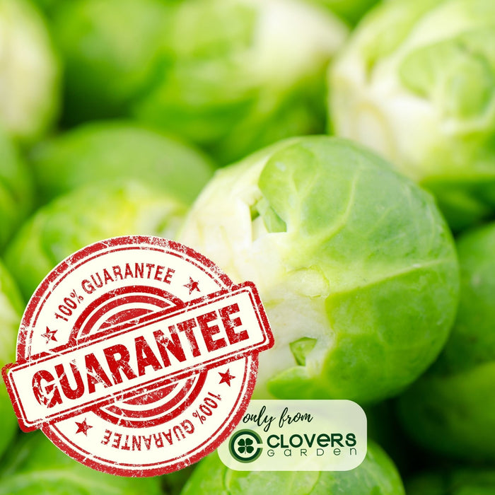 Brussels Sprouts Jade Cross | Two Live Plants | Non-GMO | Sweet, Tender & Cold Hardy | Easy Garden Vegetable