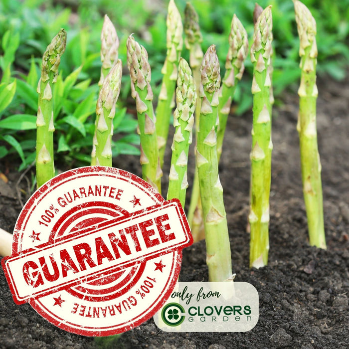 Asparagus | Two Live Plants | Non-GMO, High-Yield, Perennial