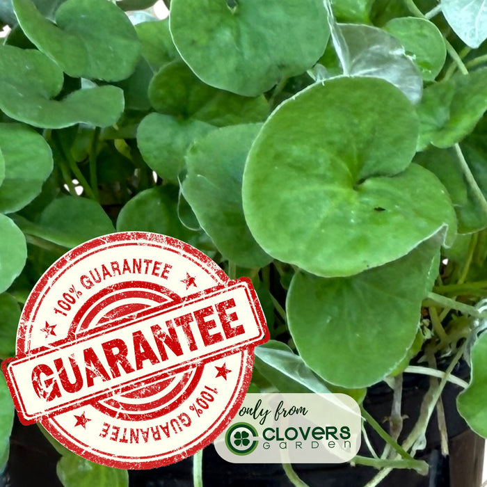 Dichondra Emerald Falls | Two Live Plants | Non-GMO | Cascading, Lush Green Foliage | Heat Drought Tolerant