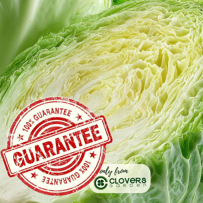 Cabbage Early Jersey Wakefield | Two Live Plants | Non-GMO | Heirloom | Early Harvest, Sweet & Tender