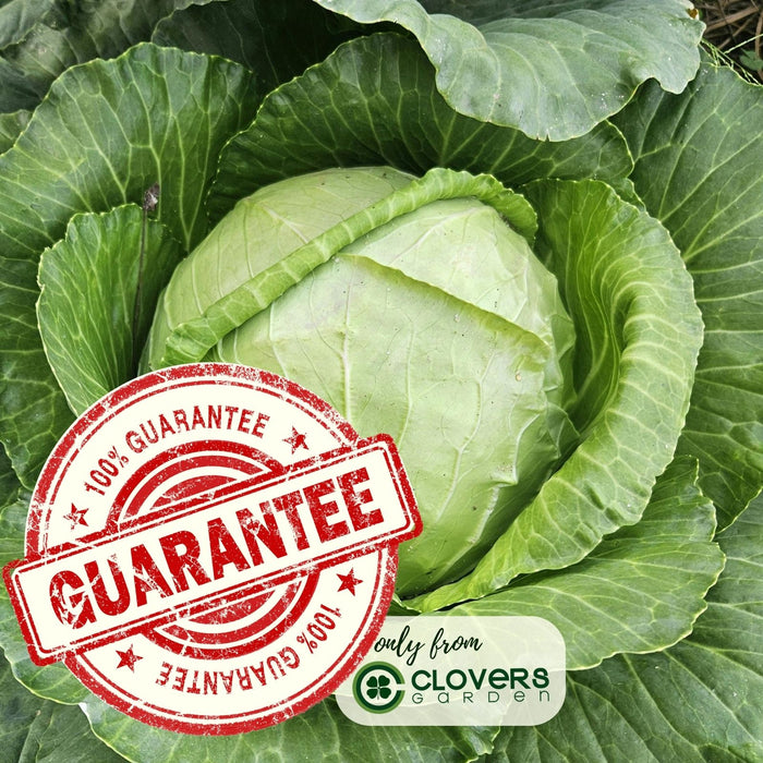 Cabbage Golden Acre Resistant | Two Live Plants | Non-GMO | Early Harvest | Sweet, Crisp & Disease Resistant