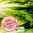 Romaine Lettuce | Two Live Plants | Non-GMO | Crisp, Sweet & Easy to Grow | Fresh Garden Favorite
