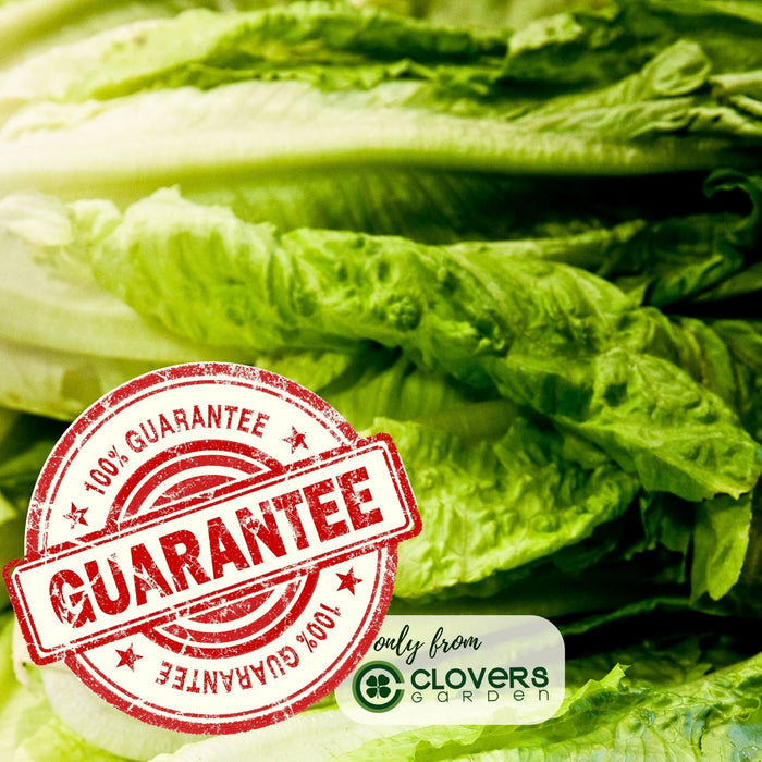 Romaine Lettuce | Two Live Plants | Non-GMO | Crisp, Sweet & Easy to Grow | Fresh Garden Favorite