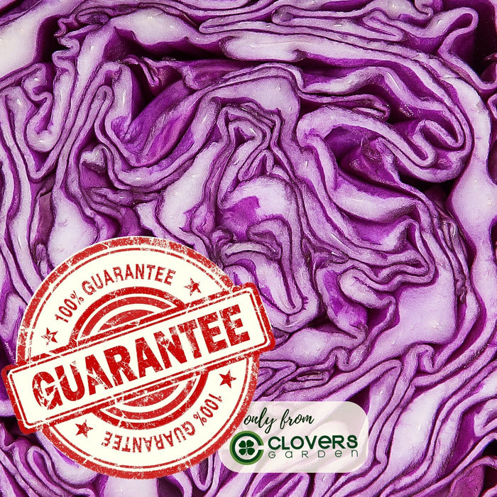 Cabbage Red Jewel | Two Live Plants | Non-GMO | Vibrant Red-Purple Heads | Crisp, Sweet & Easy to Grow