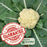 Cauliflower Amazing! | Two Live Plants | Non-GMO | Large White Heads | Crisp, Delicious & Easy to Grow