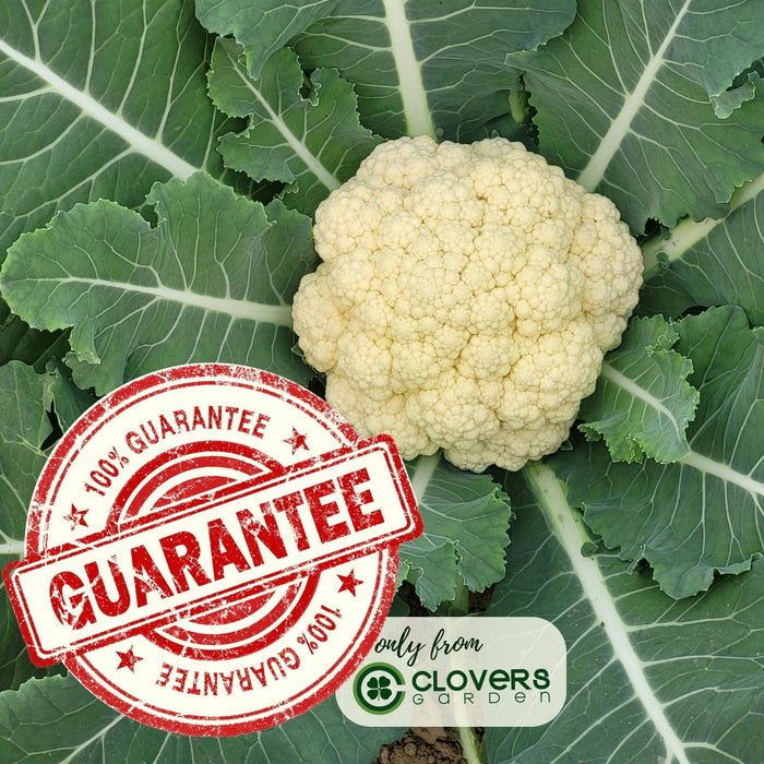 Cauliflower Amazing! | Two Live Plants | Non-GMO | Large White Heads | Crisp, Delicious & Easy to Grow