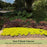 Duranta Yellow Plants | Two Live Plants | Non-GMO | Golden Foliage Accent, Heat Drought Tolerant, Easy to Grow