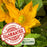 Emerald Zucchini Plants | Two Live Plants | Non-GMO | High-Yield, Tender, Compact Variety, Perfect for Grilling and Sautéing