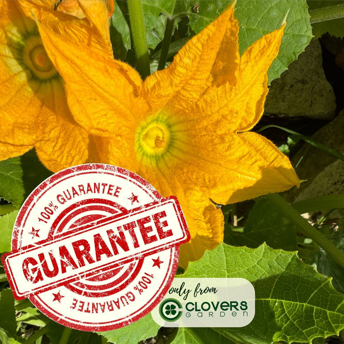 Emerald Zucchini Plants | Two Live Plants | Non-GMO | High-Yield, Tender, Compact Variety, Perfect for Grilling and Sautéing