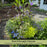 Evolvulus Beach Bum Blue | Two Live Plants | Non-GMO | Sky-Blue Blooms, Gently Trailing, Heat & Drought Tolerant Annual