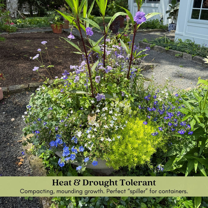 Evolvulus Beach Bum Blue | Two Live Plants | Non-GMO | Sky-Blue Blooms, Gently Trailing, Heat & Drought Tolerant Annual