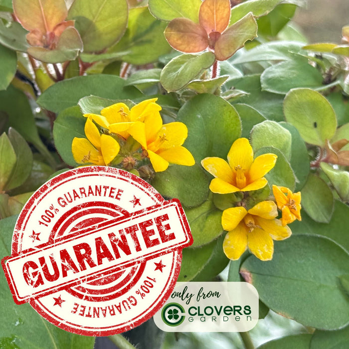 Lysimachia Variegated Lemon | Two Live Plants | Non-GMO | Perennial, Golden Variegated Foliage, Gently Trailing, Low Maintenance