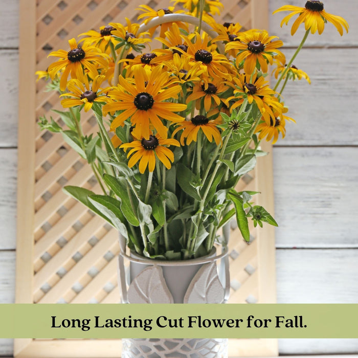 Black Eyed Susan Toto Gold Plants | Two Live Plants | Non-GMO | Compact Rudbeckia, Heat Drought Tolerant, Pollinator Friendly