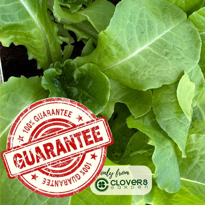 Buttercrunch Lettuce | Two Live Plants | Non-GMO | Heirloom Butterhead Lettuce | Sweet, Tender & Easy to Grow