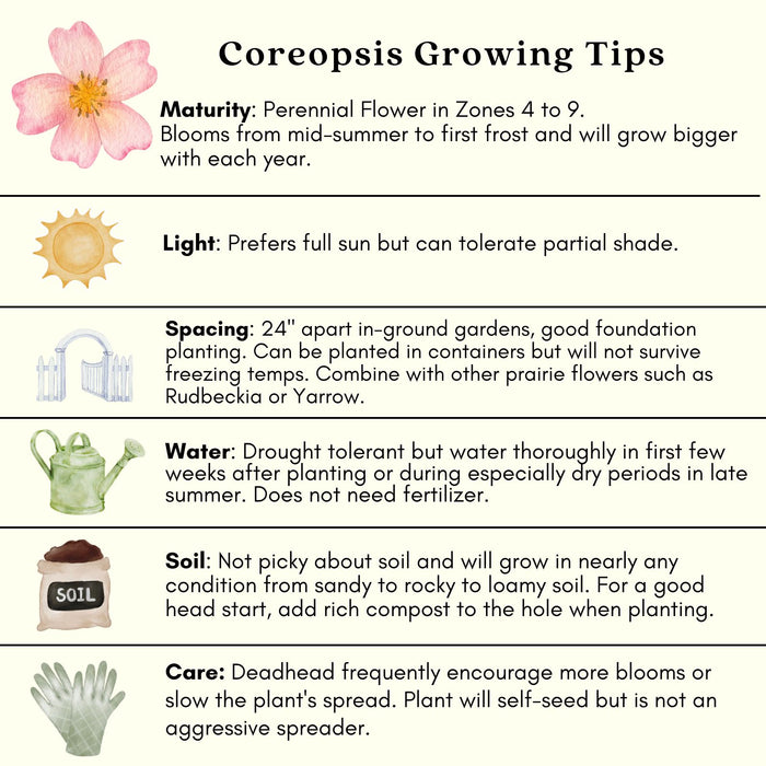 Coreopsis “Rosea” (Tickseed) Plants | Two Live Plants | Non-GMO | Hardy Flowering Perennial, Long Blooming, Pollinator Friendly
