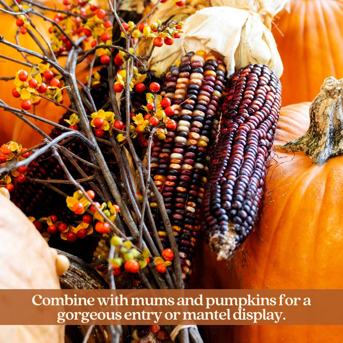 Giant Real Indian Corn | Midwest Grown, Six 12-Inch Ornamental Ears with Husks