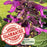 Purple and Bloom Salvia | Two Live Plants | Non-GMO | Pollinator Magnet, Heat Tolerant, Low Maintenance