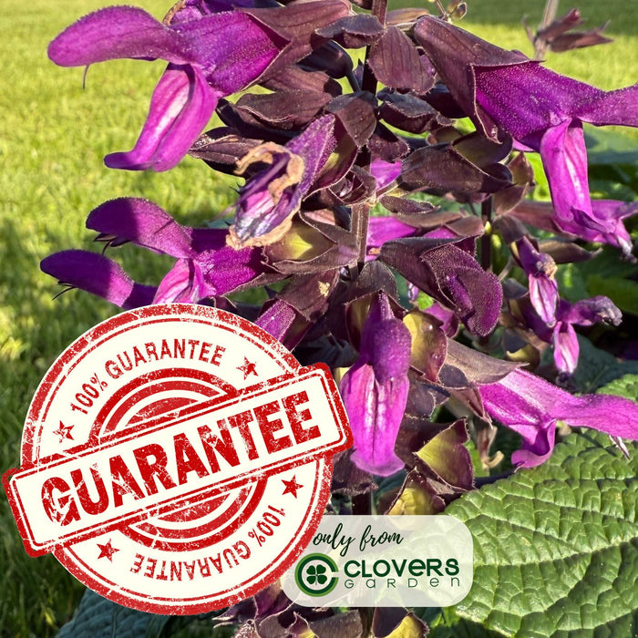 Purple and Bloom Salvia | Two Live Plants | Non-GMO | Pollinator Magnet, Heat Tolerant, Low Maintenance