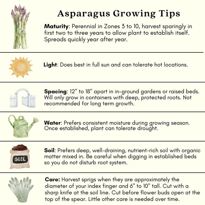 Asparagus | Two Live Plants | Non-GMO, High-Yield, Perennial