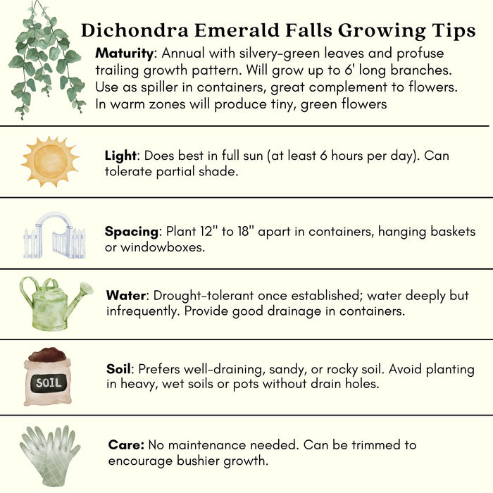 Dichondra Emerald Falls | Two Live Plants | Non-GMO | Cascading, Lush Green Foliage | Heat Drought Tolerant