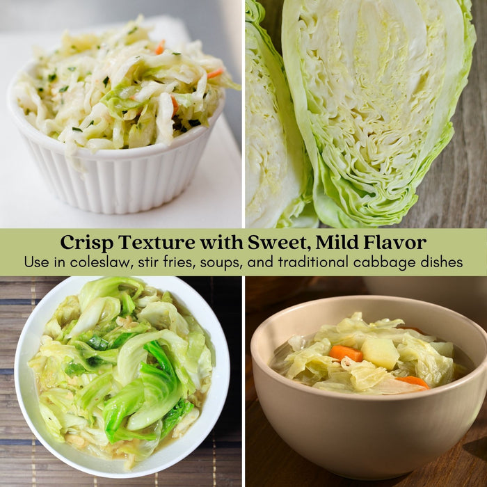 Cabbage Early Jersey Wakefield | Two Live Plants | Non-GMO | Heirloom | Early Harvest, Sweet & Tender