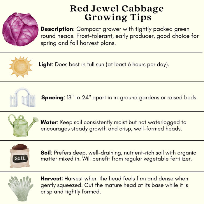 Cabbage Red Jewel | Two Live Plants | Non-GMO | Vibrant Red-Purple Heads | Crisp, Sweet & Easy to Grow