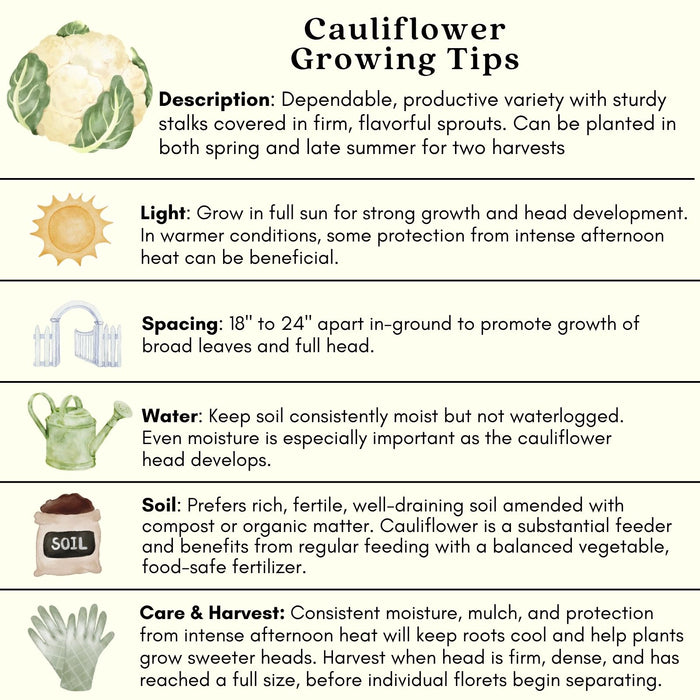 Cauliflower Amazing! | Two Live Plants | Non-GMO | Large White Heads | Crisp, Delicious & Easy to Grow