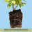 Duranta Yellow Plants | Two Live Plants | Non-GMO | Golden Foliage Accent, Heat Drought Tolerant, Easy to Grow