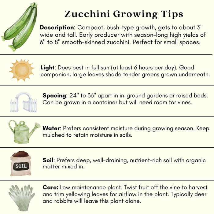 Emerald Zucchini Plants | Two Live Plants | Non-GMO | High-Yield, Tender, Compact Variety, Perfect for Grilling and Sautéing
