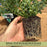 Evolvulus Beach Bum Blue | Two Live Plants | Non-GMO | Sky-Blue Blooms, Gently Trailing, Heat & Drought Tolerant Annual