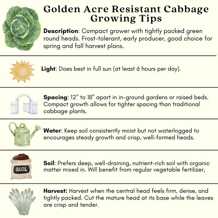 Cabbage Golden Acre Resistant | Two Live Plants | Non-GMO | Early Harvest | Sweet, Crisp & Disease Resistant